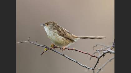 Delicate Prinia
