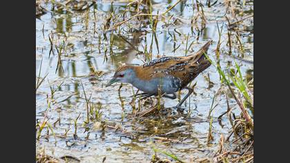 Baillon`s Crake