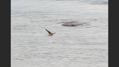 European Red-rumped Swallow