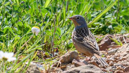 Cretzschmar`s Bunting