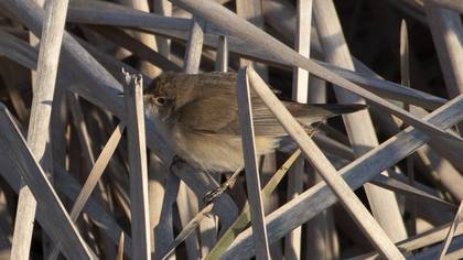Common Reed Warbler