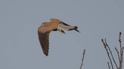 Common Kestrel