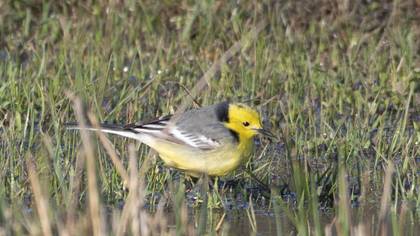 Citrine Wagtail