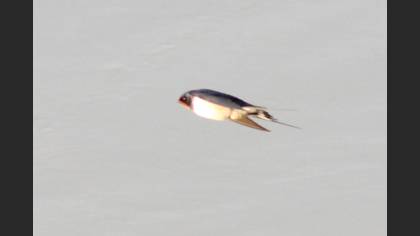 Barn Swallow