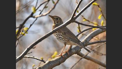 Mistle Thrush