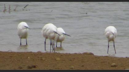 Little Egret