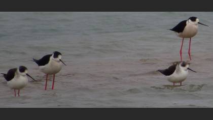 Black-winged Stilt