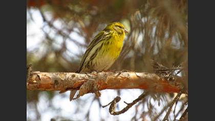 European Serin