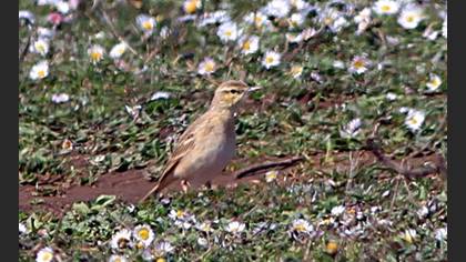 Tawny Pipit