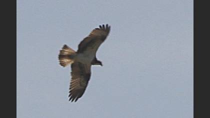 Osprey