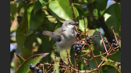 Lesser Whitethroat