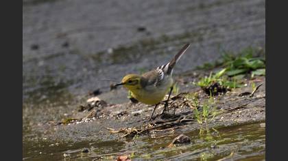 Western Yellow Wagtail