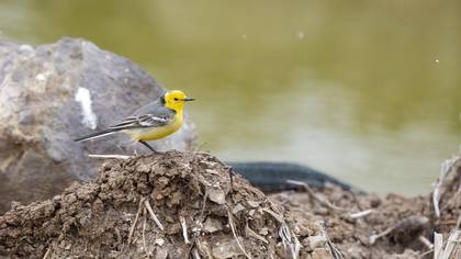 Citrine Wagtail
