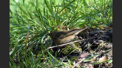 Tree Pipit