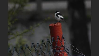 Collared Flycatcher