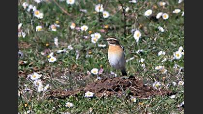 Whinchat