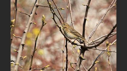 Tree Pipit