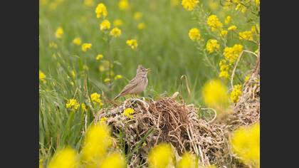Crested Lark