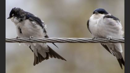 Western House Martin