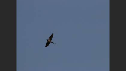 Barn Swallow