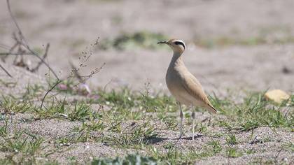Cream-colored Courser