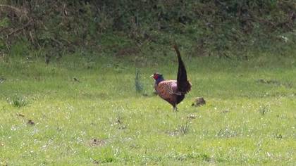 Common Pheasant