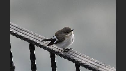 Semicollared Flycatcher