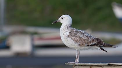 Caspian Gull