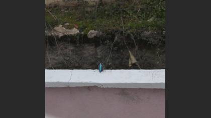 Common Kingfisher