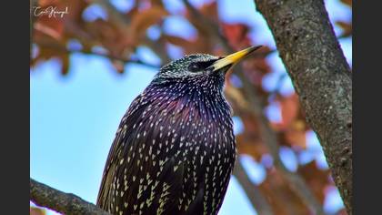 Common Starling