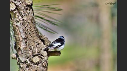 Collared Flycatcher
