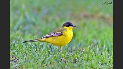 Western Yellow Wagtail
