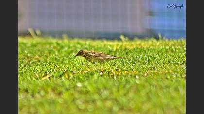 Tree Pipit