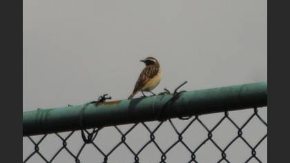 Whinchat