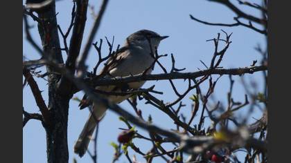 Lesser Whitethroat