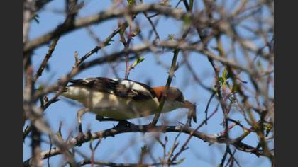 Woodchat Shrike