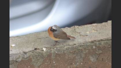 Common Redstart
