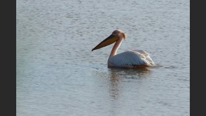 Great White Pelican