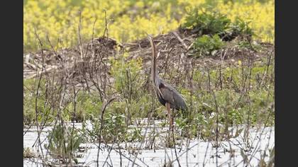 Purple Heron