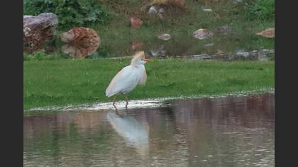 Western Cattle Egret