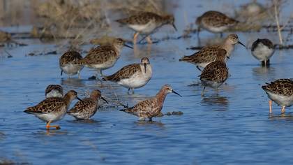 Curlew Sandpiper