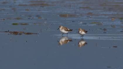 Little Stint
