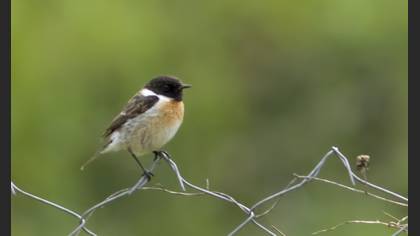 Siberian Stonechat