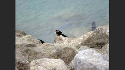 European Red-rumped Swallow
