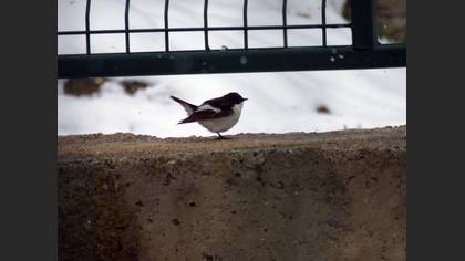 European Pied Flycatcher