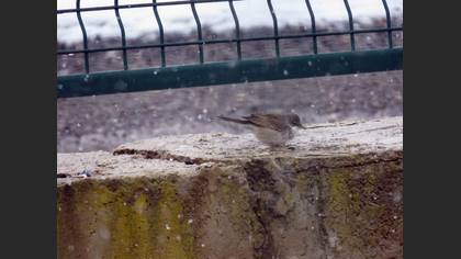 Common Whitethroat