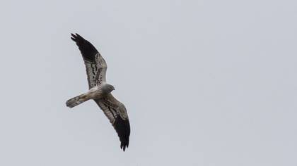 Montagu`s Harrier