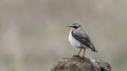 Northern Wheatear