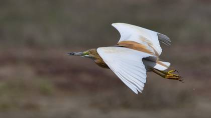 Squacco Heron