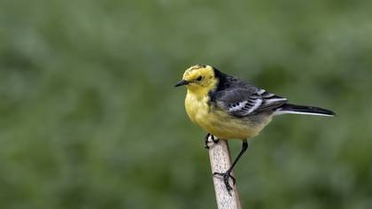 Citrine Wagtail